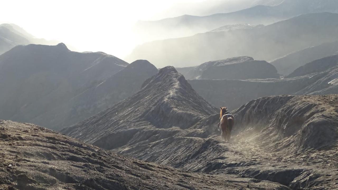 Good Karma Bromo Guesthouse ภายนอก รูปภาพ